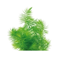 Ceratophyllum demersum