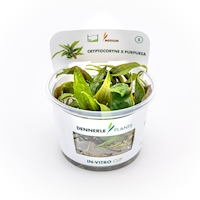 Cryptocoryne x purpurea In-Vitro
