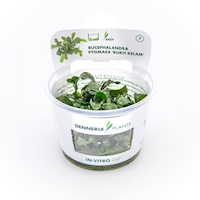 Bucephalandra pygmea ´Bukit kelam´In-vitro