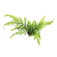 Bolbitis heudelotii