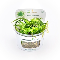 Blyxa japonica In-Vitro NEU!