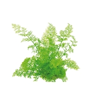 Ceratopteris thalictroides