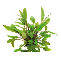 Cryptocoryne beckettii