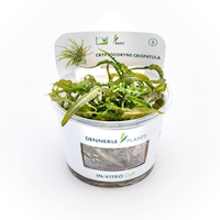Cryptocoryne crispatula In-Vitro