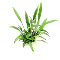 Cryptocoryne lucens