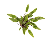 Cryptocoryne lutea
