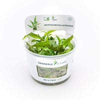 Cryptocoryne usteriana In-Vitro