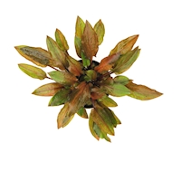 Cryptocoryne walkeri var. legroi  NEU!