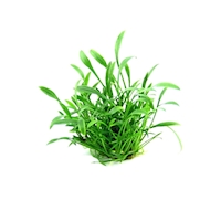 Cryptocoryne parva