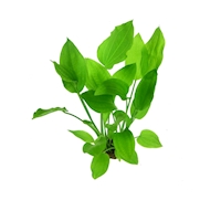 Echinodorus argentinensis T/18