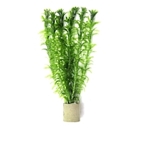 Egeria densa (VE = 5)