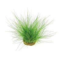 Eleocharis acicularis