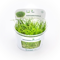Eleocharis pusilla In-Vitro