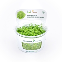 Hemianthus callitrichoides ´Cuba´ In-Vitro