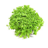 Hemianthus callitrichoides 'Cuba'