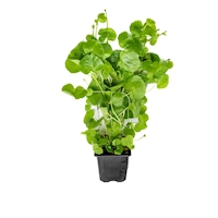 Hydrocotyle leucocephala XXL NEU!