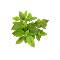 Hygrophila corymbosa