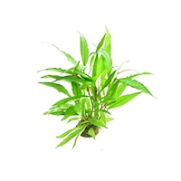 Hygrophila corymbosa ´Thailand´