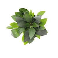 Hygrophila corymbosa Kompakt
