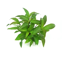 Hygrophila corymbosa Stricta TR