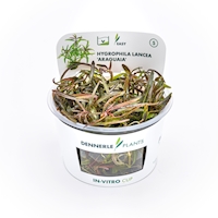 Hygrophila lancea Araguaia In-Vitro  NEU!