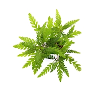 Hygrophila pinnatifida