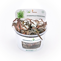 Hygrophila pinnatifida In-Vitro  NEU!