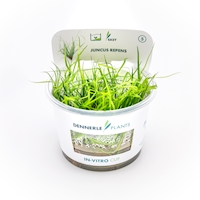 Juncus repens In-Vitro