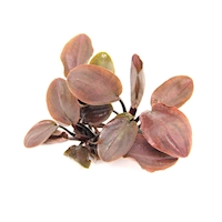 Lagenandra meeboldii ´Rot´ (VE = 5) *NEU*