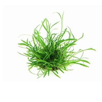 Lilaeopsis brasiliensis