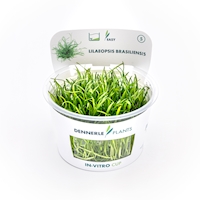 Lilaeopsis brasiliensis In-Vitro  NEU!
