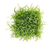 Lilaeopsis brasiliensis, 9 x 9 cm