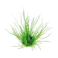 Lilaeopsis mauritiana