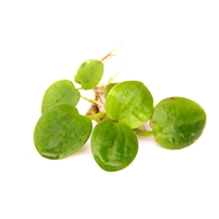 Limnobium laevigatum