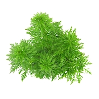 Limnophila sessiliflora