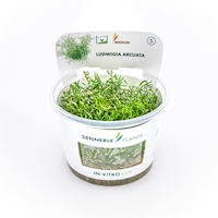 Ludwigia arcuata In-Vitro