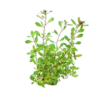 950_Ludwigia repens ´Rubin´