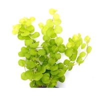 Lysimachia nummularia aurea