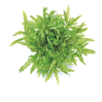 Pogostemon helferi