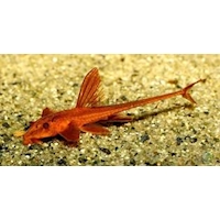 Krunýřovec sp.red, 4,5 cm