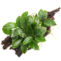 Anubias nana auf Wurzel