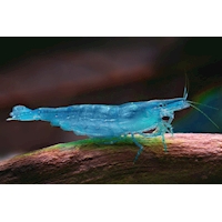 Krevetka cf. babaulti "Blue", 2 cm