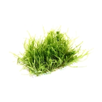 taxiphyllum-flame-moss-pad-7x4cm