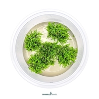 Riccardia chamedryfolia In-Vitro