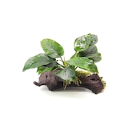 Anubias barteri auf Wurzel