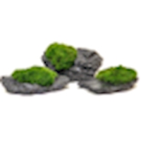 26 Aegagropila Slate Rock NEU! 8 x 6 x 3 cm