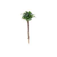 8 Bonsai Palme mit Anubias nana Bonsai