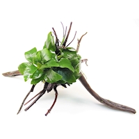 10 Anubias nana auf Spiderwood 