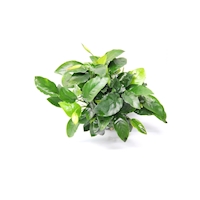  Anubias barteri var. Nana 'Bigfoot'