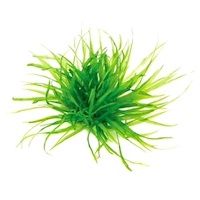 Japonica 2